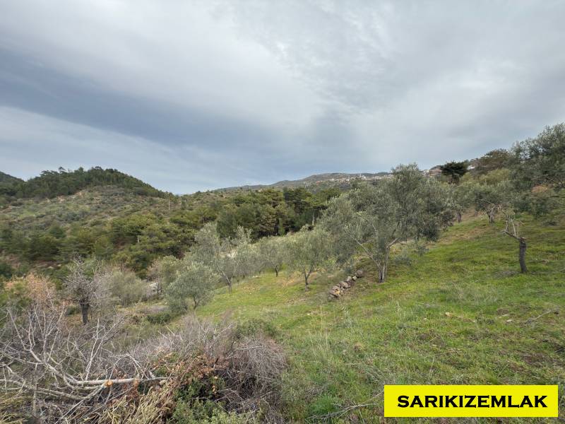 Havran Hallaçlar Mah`daZeytinlik. - 7